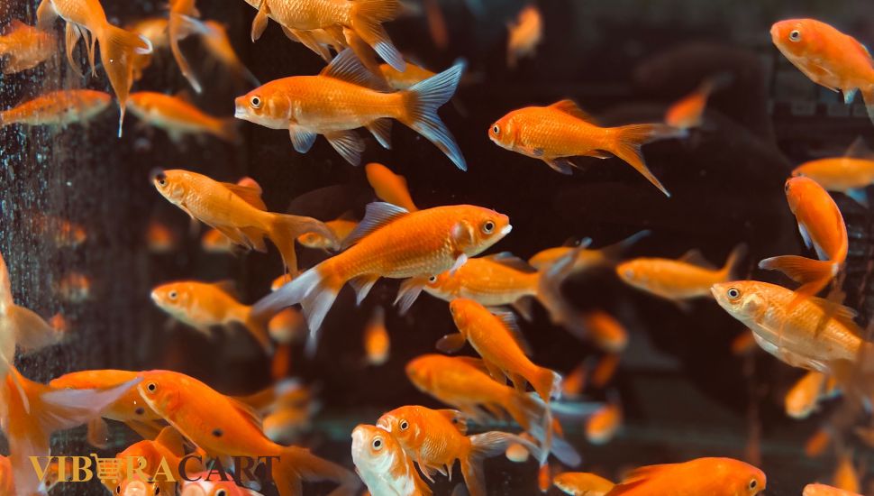 complete aquarium care