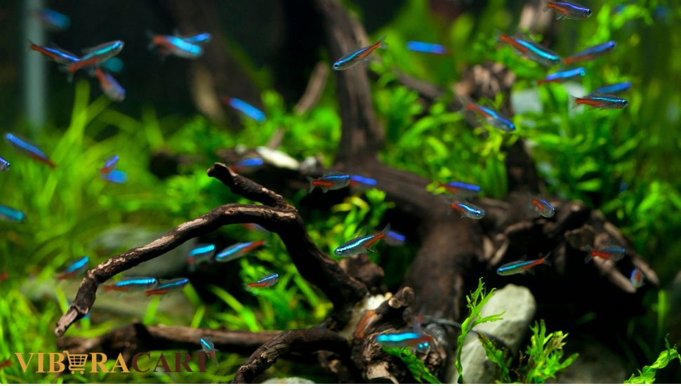best aquarium setup