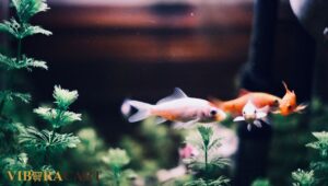 best aquarium plants