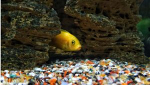 top fish tank decoration