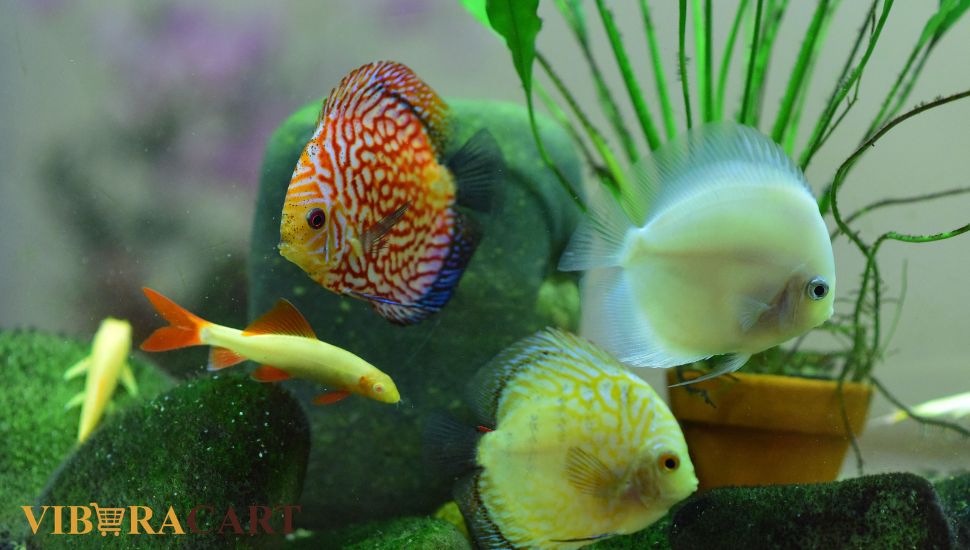 top fish tank decoration